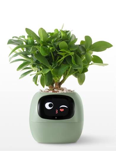 Smart Flowerpots